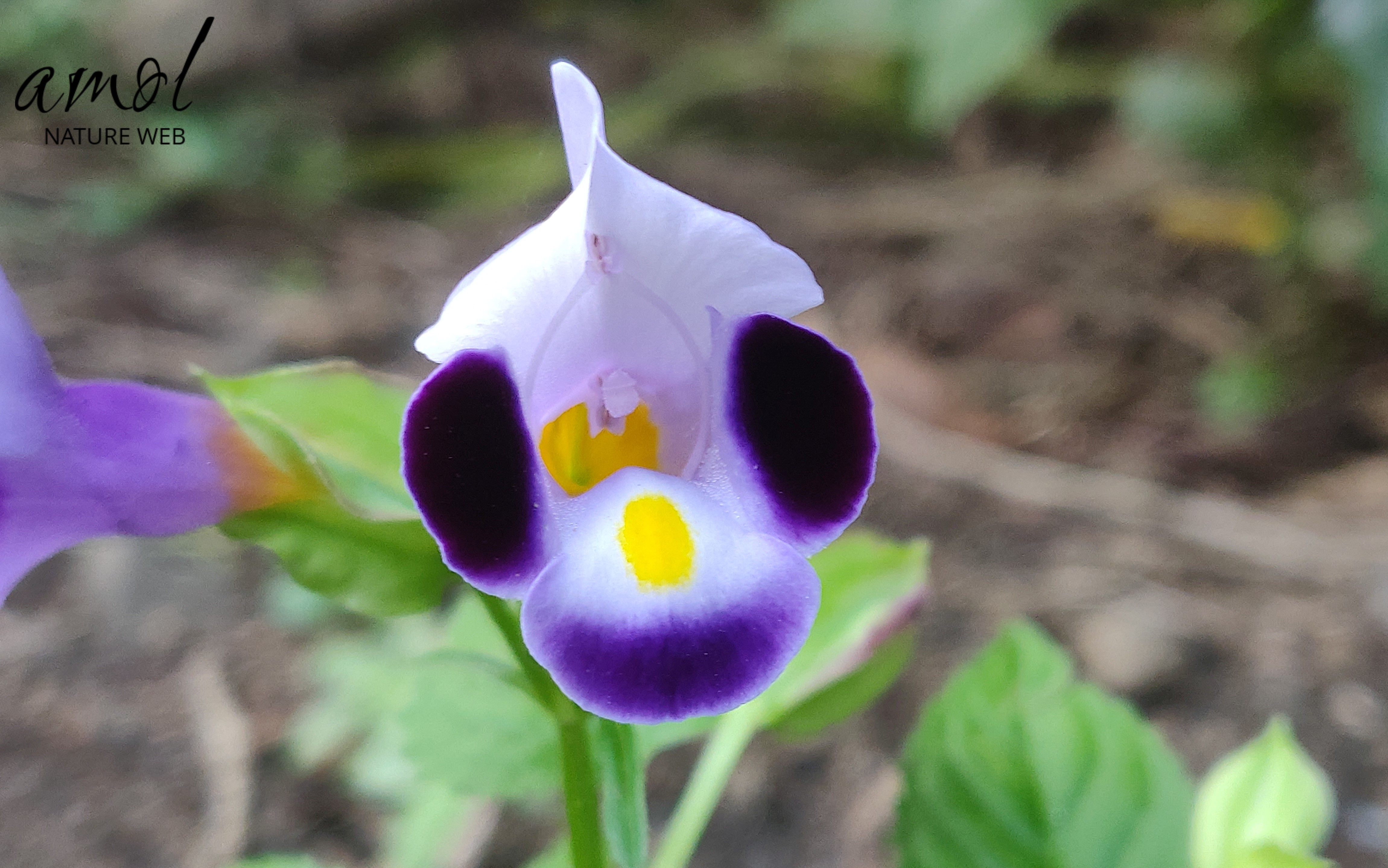 Wishbone Flower